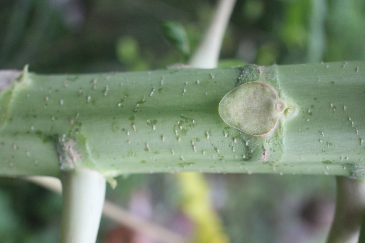 Carica papaya L.